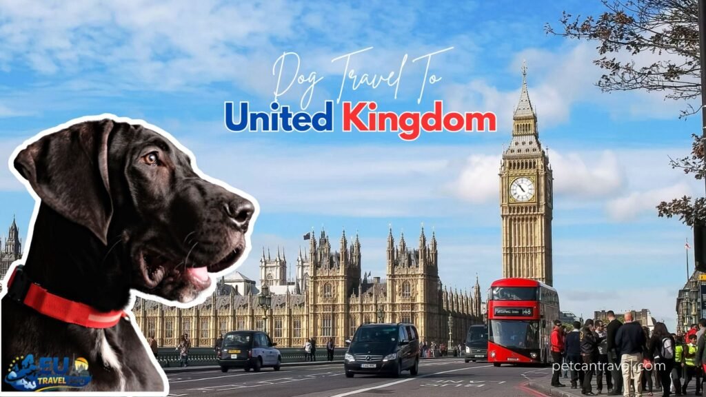 Traveling in the United Kingdom with a dog