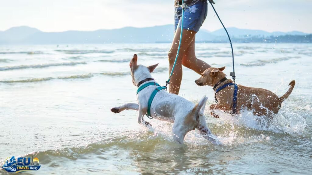 Traveling to the Island: The Journey Begins