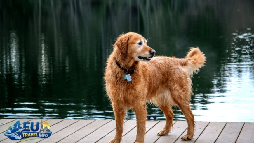 Traveling to the Lake dog