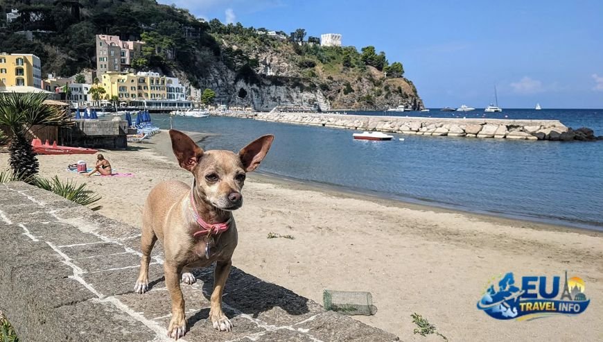 Tuscany A Bonus for Pet Lovers