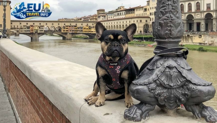 Understanding the Dog Culture in Florence
