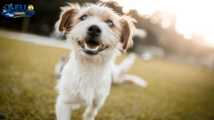 Understanding the Legal Side dog