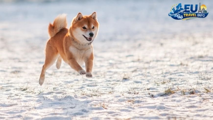 Understanding the Organized Beach Trap dog