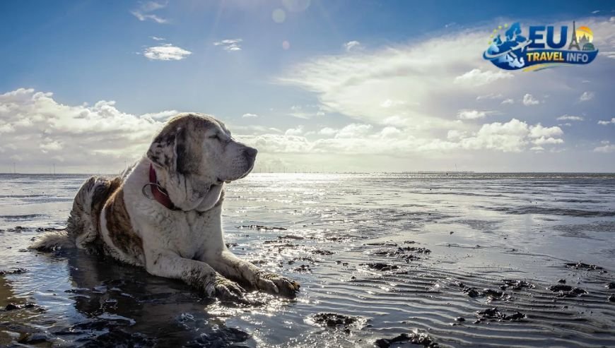 Understanding the Rules of the Coast dog