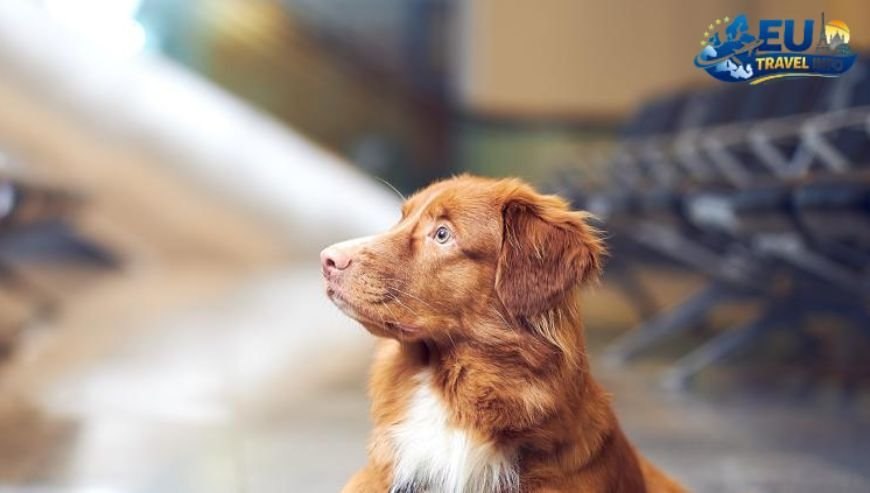 Valo Hotel, Helsinki dog