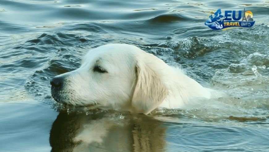 Veneto The Land of the Perfect Dog Beach