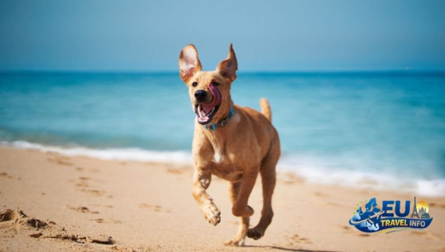 Vico Equense Seaside Peace Near Sorrento dog