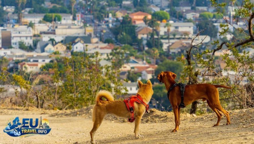 Walking Off the Caffeine Best Dog-Friendly Parks