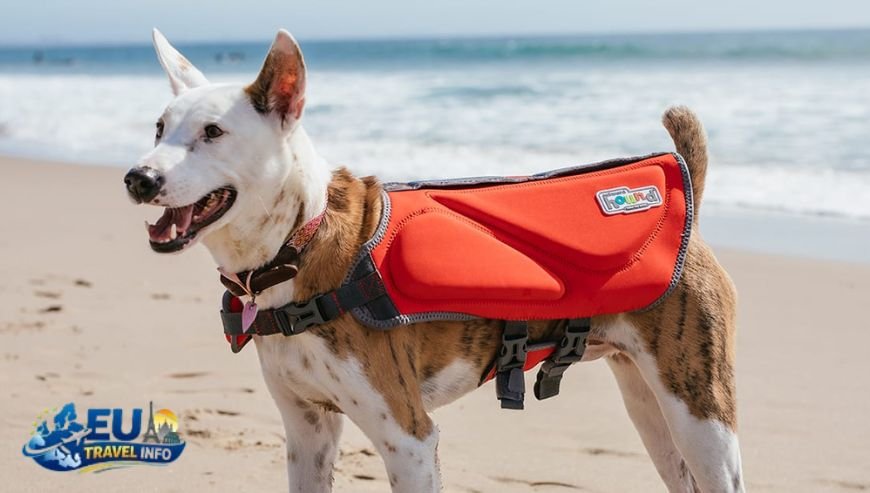 What Makes a Dog Beach Ready