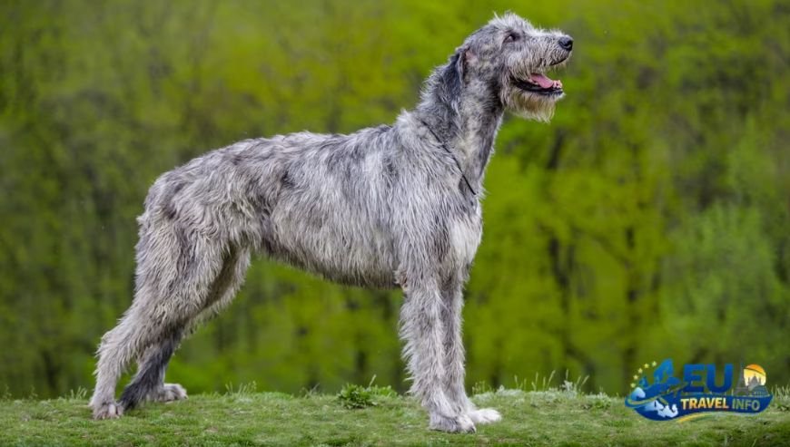 What if Your Dog is Big