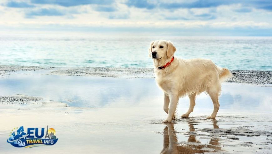 What is the Dog Beach Meaning