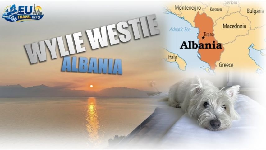 What to Do If Your Pet Gets Lost in Albania