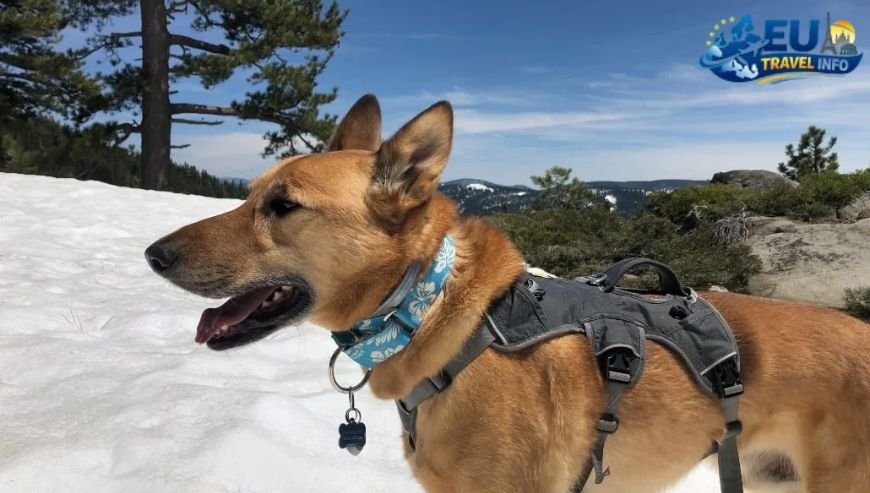 What to Pack The Ultimate Gear Guide dog