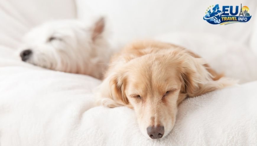 Where To Stay Dog Friendly Hotels The Hague