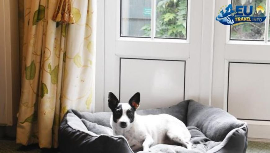 Where To Stay In Kaunas dog