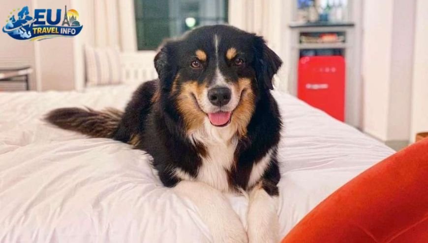 Where To Stay In Niš Serbia dog dog