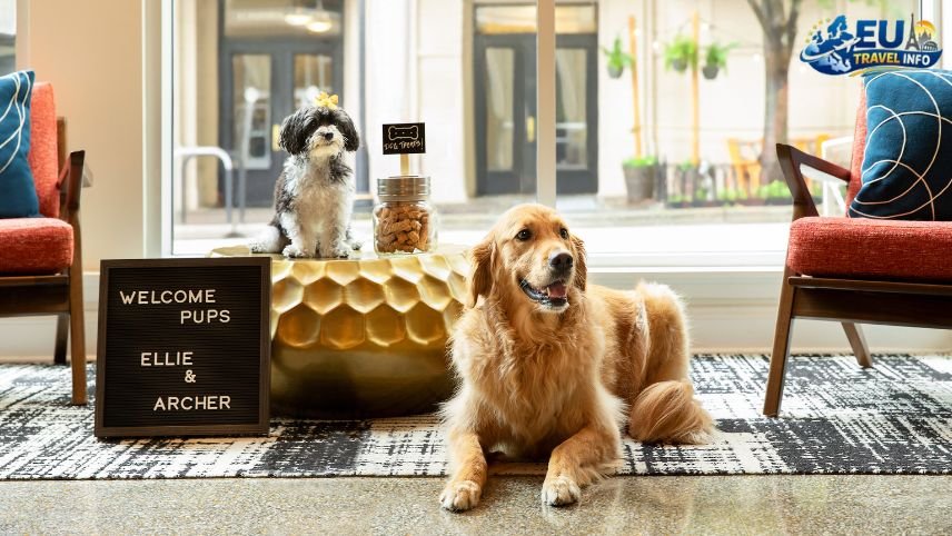 Where To Stay Pet-Friendly Hotels