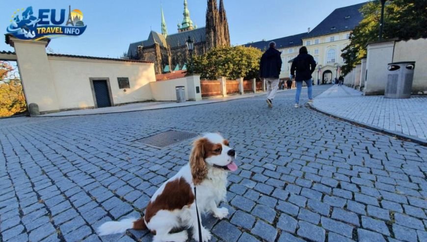 Where to Eat dog friendly restaurants prague