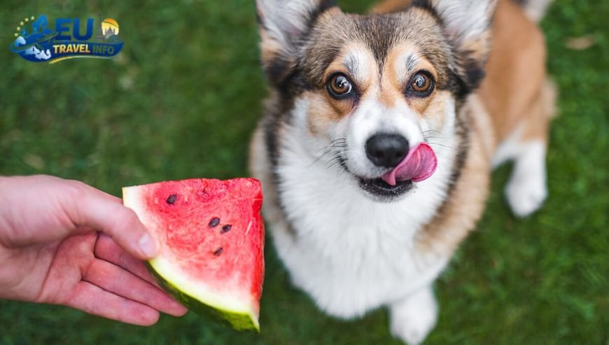 Where to Eat with Your Dog in Blåvand