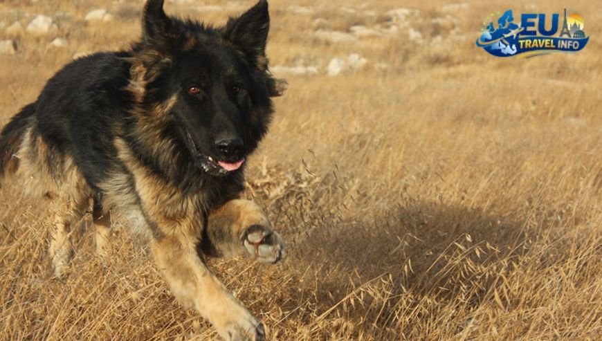 Where to Eat with Your Dog in Bornholm