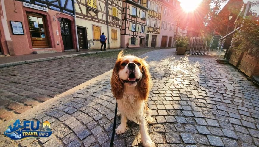 Where to Eat with Your Dog in Colmar