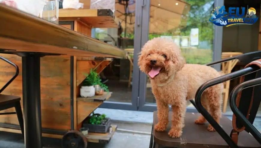 Where to Eat with Your Dog in Helsinki
