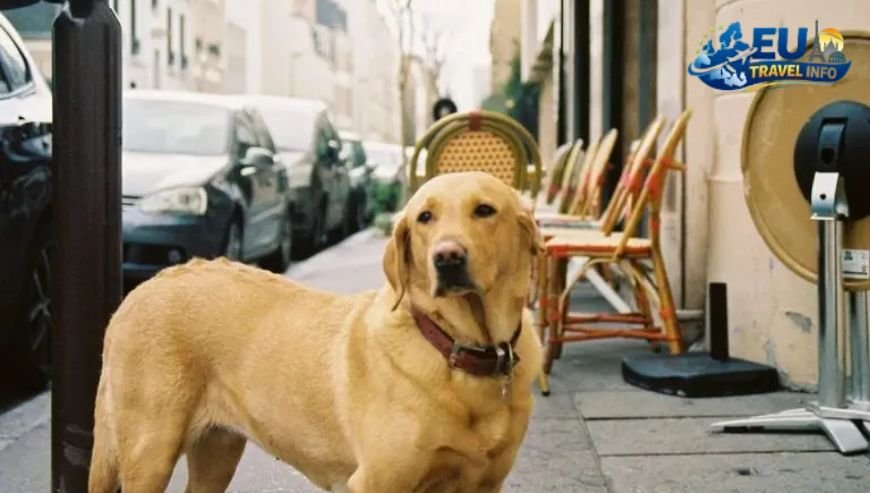 Where to Eat with Your Dog in Montpellier
