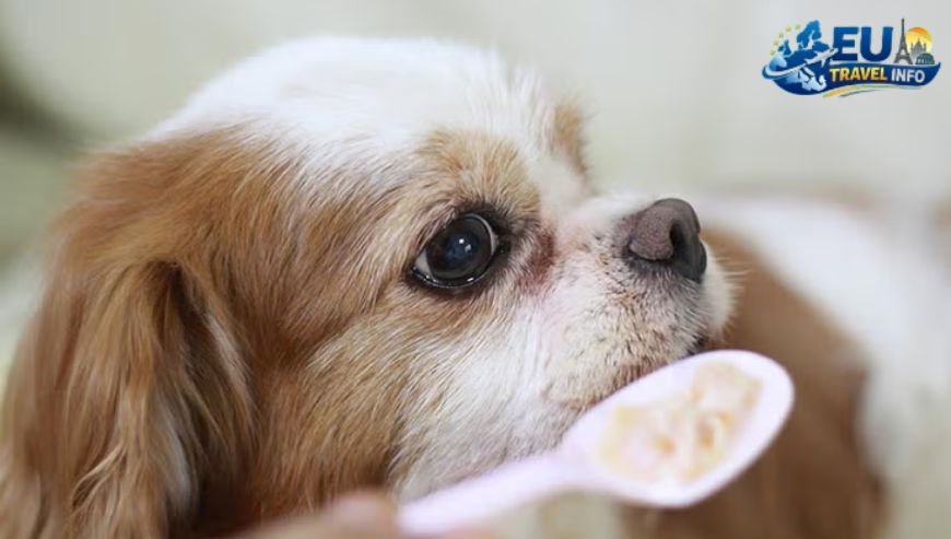 Where to Eat with Your Dog in Otepää