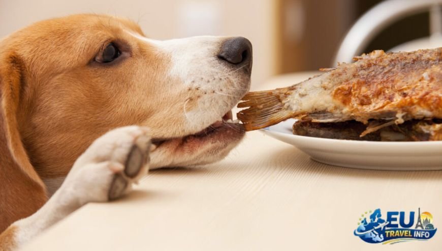 Where to Eat with Your Dog in Oulu