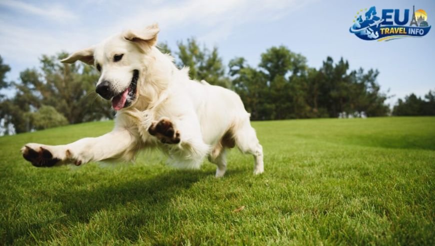 Where to Eat with Your Dog in Rauma