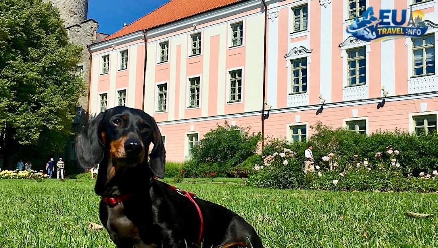 Where to Eat with Your Dog in Tallinn