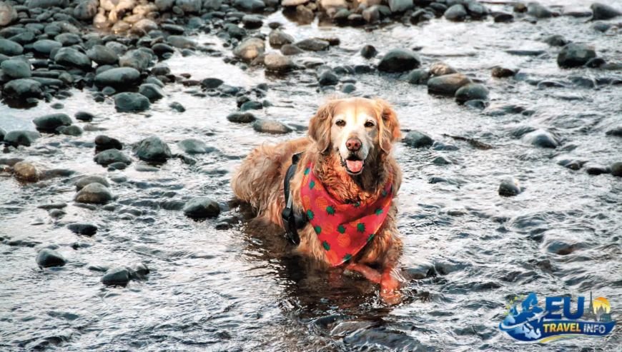 Where to Eat with Your Dog in Tampere