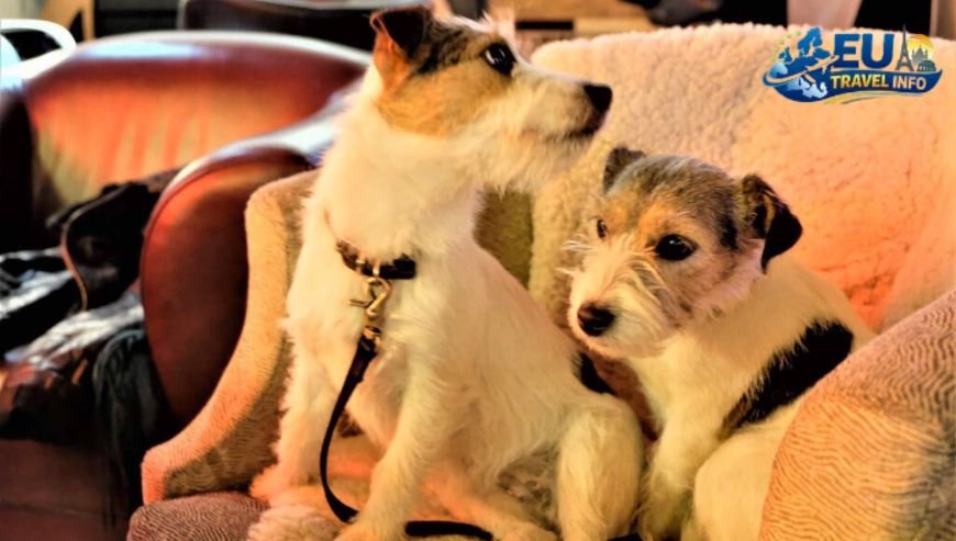 Where to Eat with Your Dog in Tartu