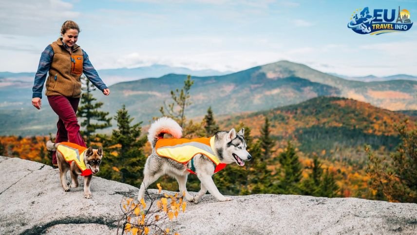 Where to Explore dog