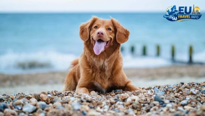 Where to Rest Dog Allowed Hotels and Campsites