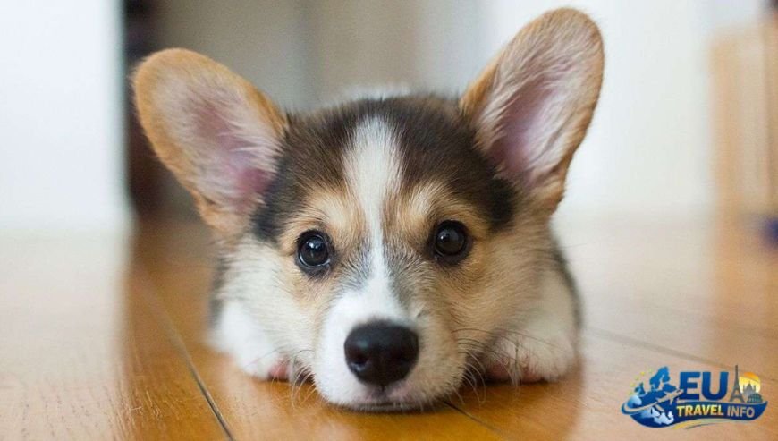 Where to Rest Our Paws