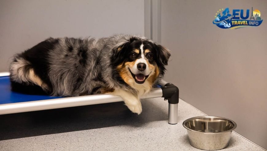 Where to Stay A Paws-itive Experience