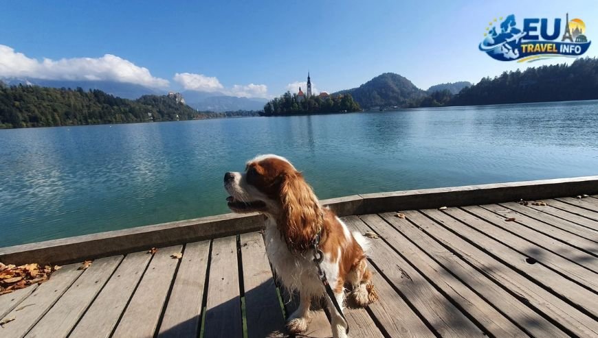 Where to Stay Bled Pet Friendly Options