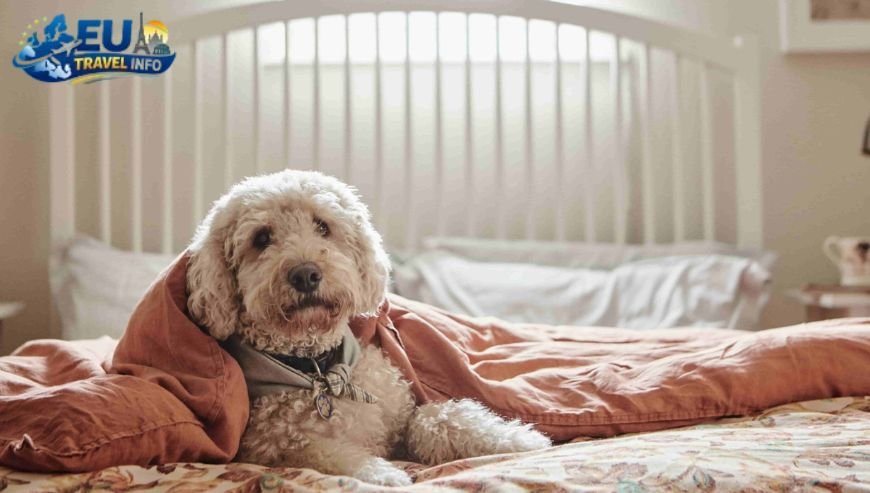 Where to Stay Finding the Best Pet Friendly Hotels in Malta