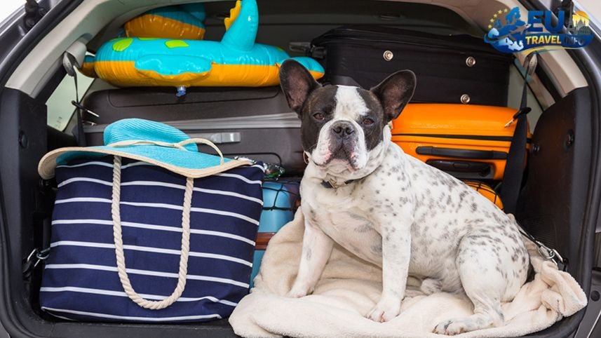 Where to Stay Hotels and Long Term Rentals dog