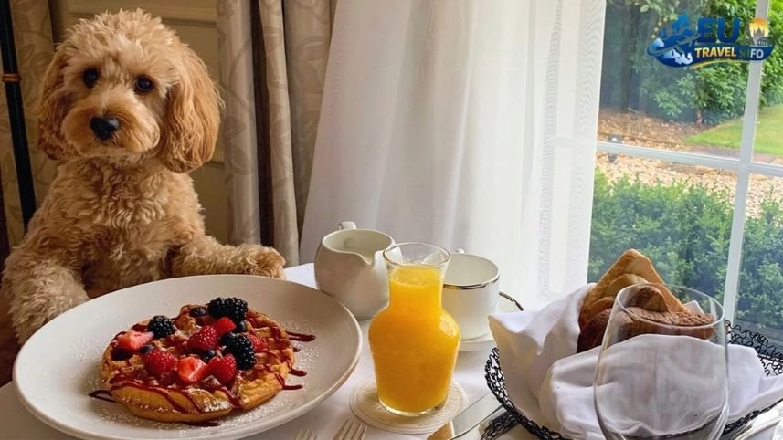 Where to Stay Luxury and 5 Star Hotels dog