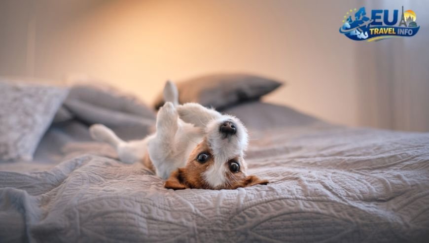 Where to Stay My Favourite Pet-Friendly Finds