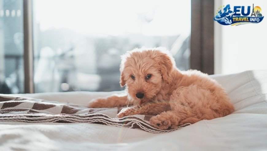 Where to Stay Pet-Friendly Hotels (1)