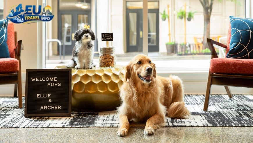 Where to Stay Pet-Friendly Hotels