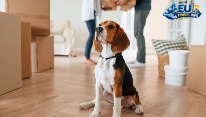 Where to Stay and How to Move dog
