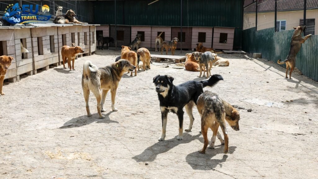 Where to Stay in Chisinau dog