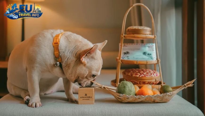 Where to Stay in Kotor with Your Furry Friend dog