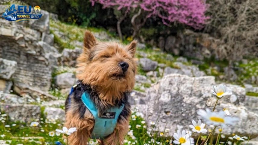 Where to Stay in Saranda dog