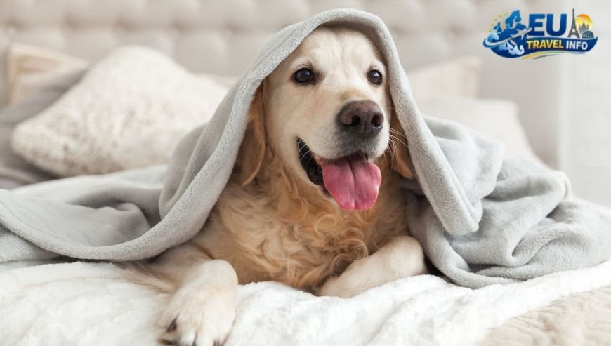 Where to Stay in Schaan dog