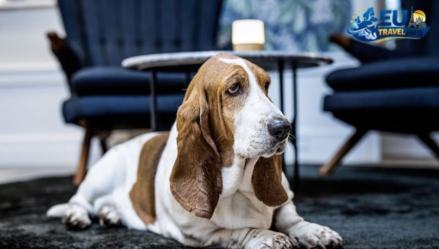 Where to Stay with Your Dog in Aalborg